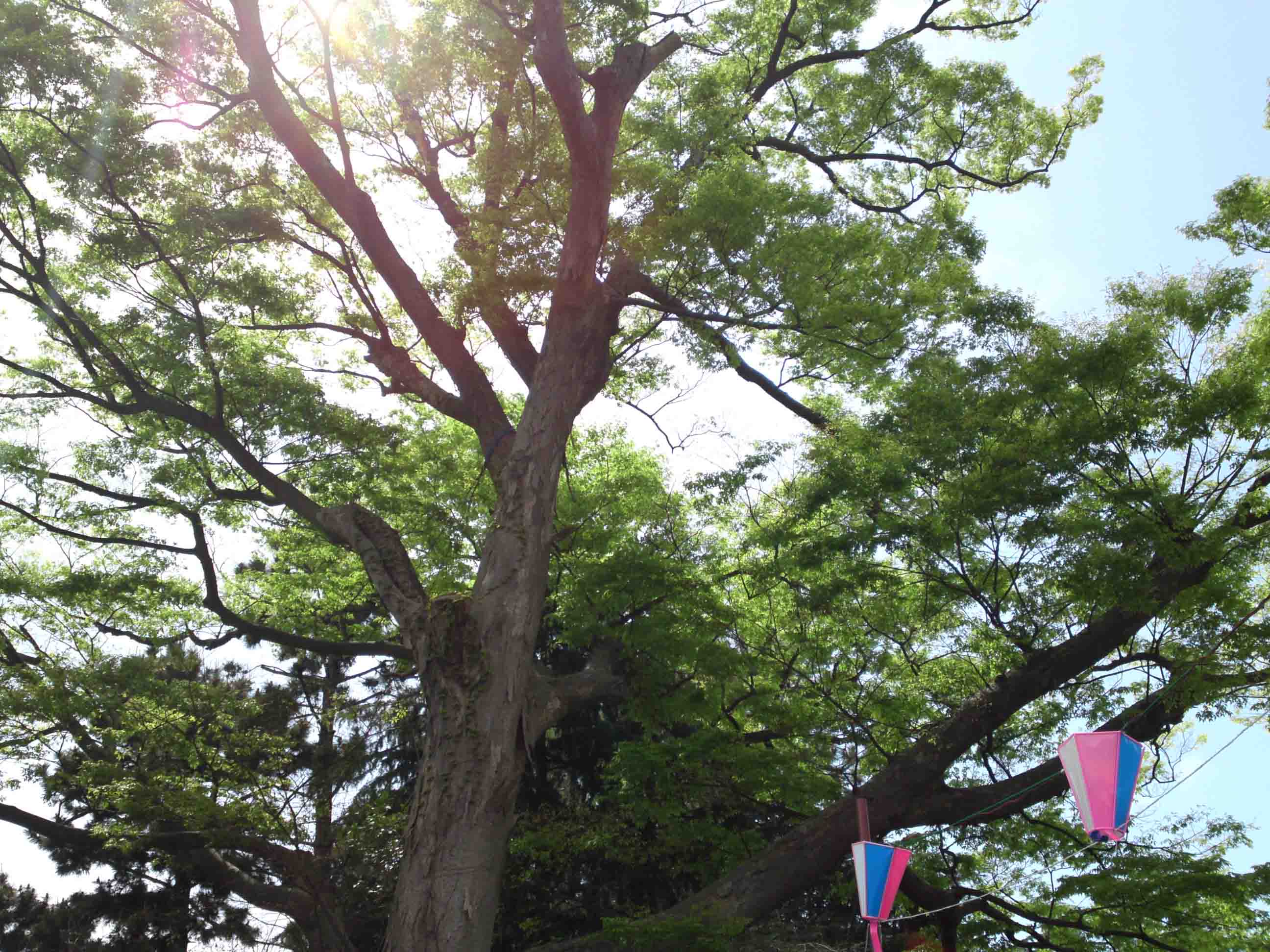 the zelkova tree in Ninoe Jinja Shrine