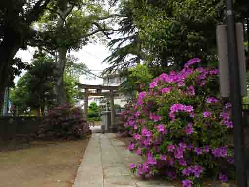 azaleas beside the main hall