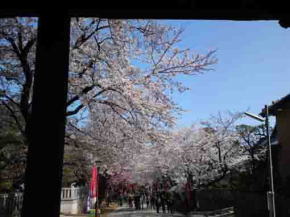 cherry trees from the gate