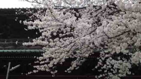 The cherry blossoms with the Nio-mon