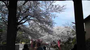 The Cherry Blossoms through Nio-mon