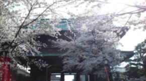 The Deva Gate with the cherry blossoms