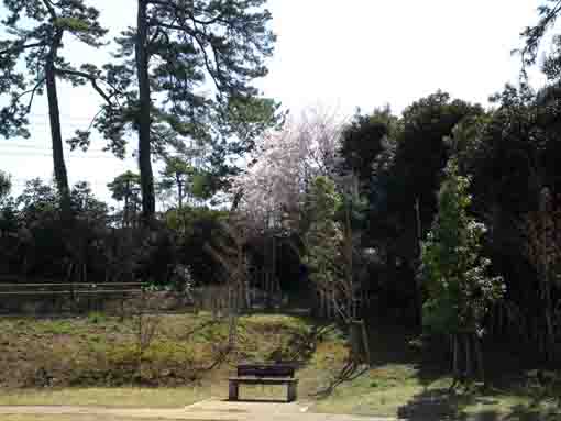 Nishifuna Yonchome Green Zone in spring
