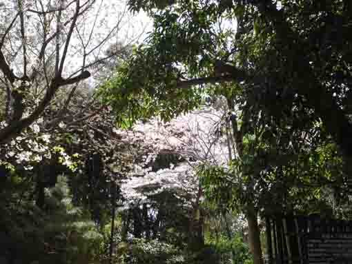 sakura in Nishifuna Yonchome Green Zone