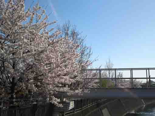 cherry blossoms at the gate