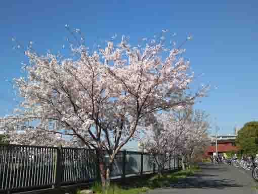 cherry trees at the gate