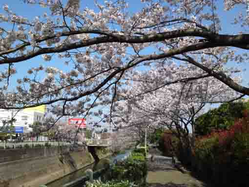 cherry blossoms over the path