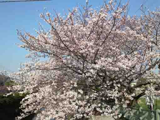 cherry trees near Nokyo