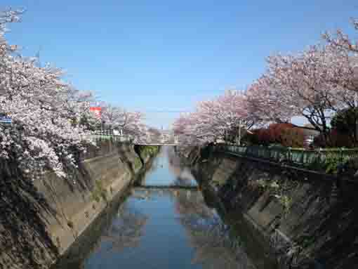 cherry trees along Oogashiwagawa