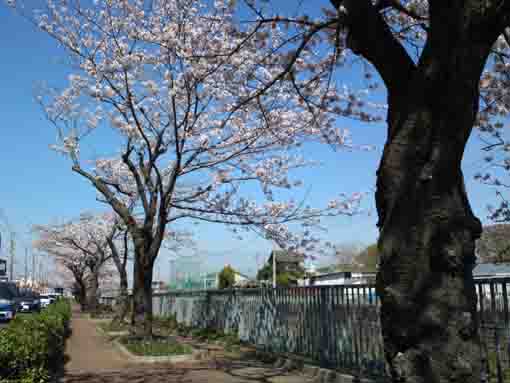 cherry trees along Oogashiwa river