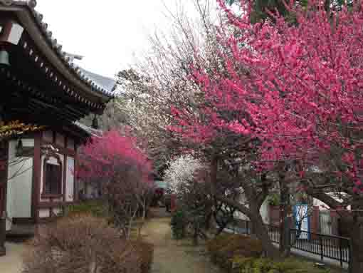 plum blossoms in Nakayama Oku no in