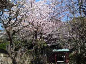 cherry blossoms by the red gate in Okunoin