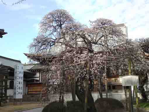 an old big plum tree in Onjuin Temple