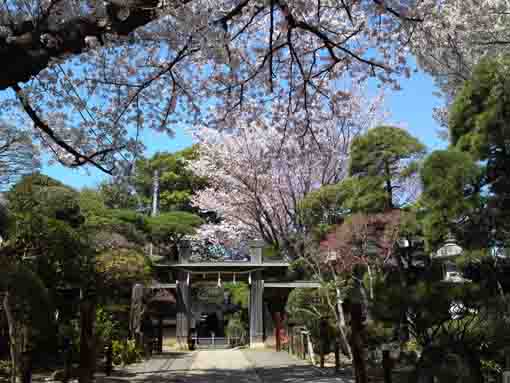 cherry trees in front of the gate