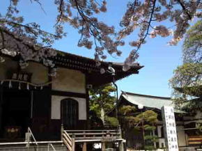 Aragyo Hall and cherry blossoms