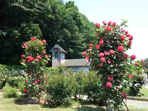 a wooden building and roses