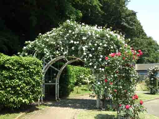 white roses on an arch