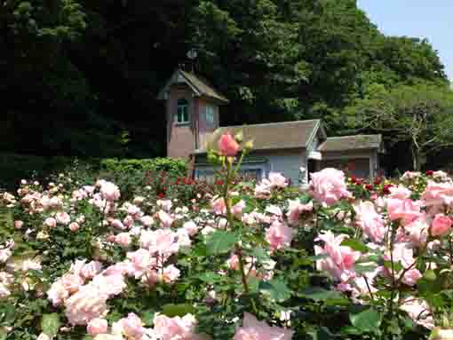 pink roses in front of a house