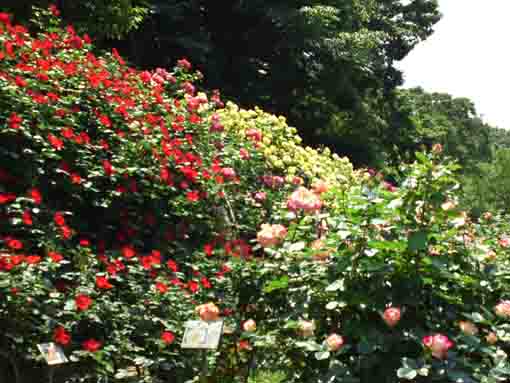 Rose Garden in Omachi Park