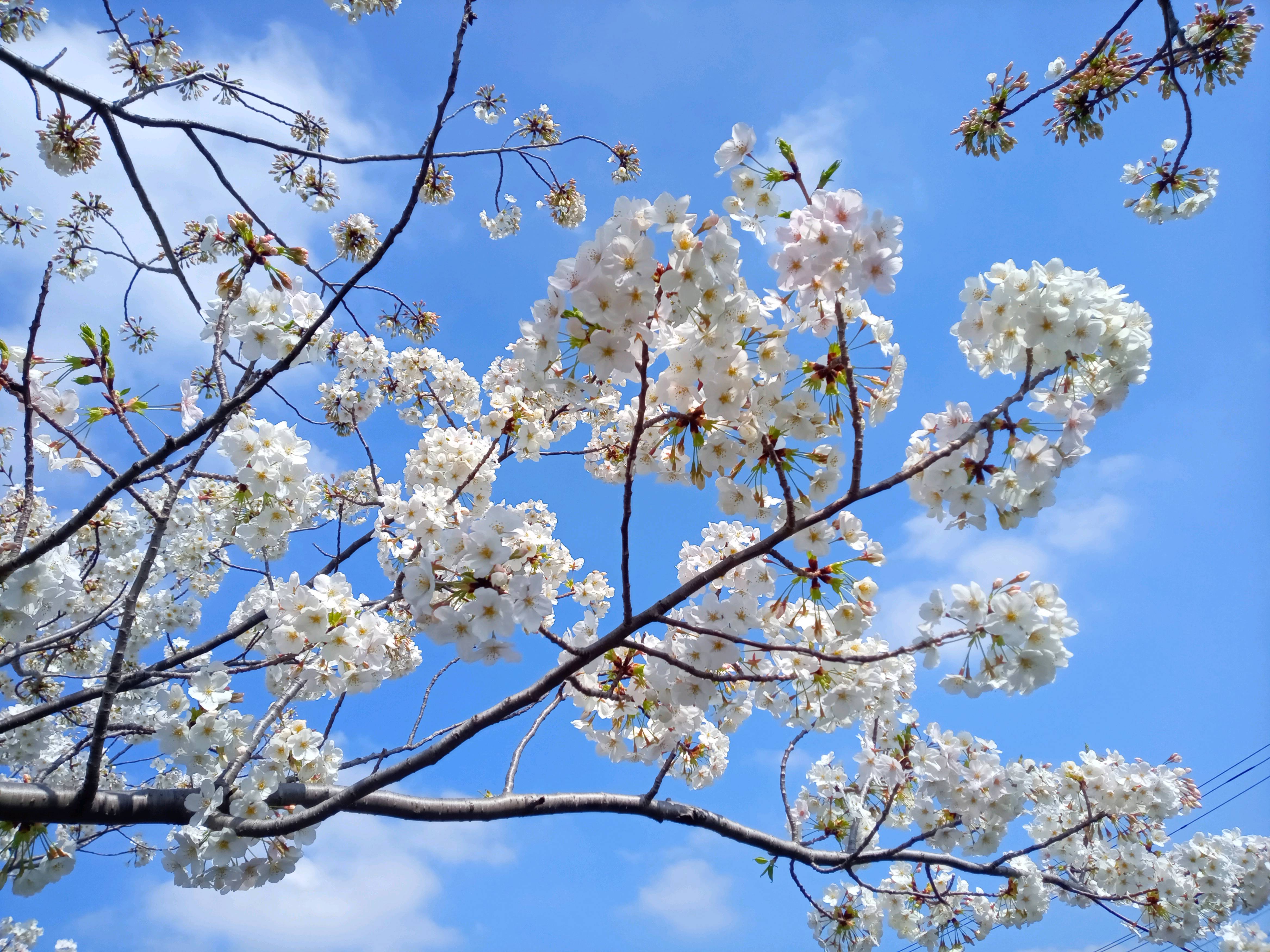 令和５年新川に咲く五分咲きのオオシマザクラ