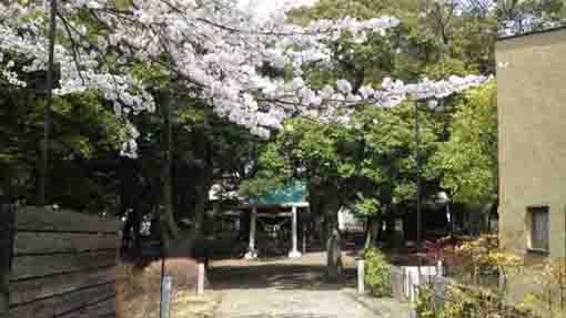 Cherry blossoms at Orihime Jinja Shrine
