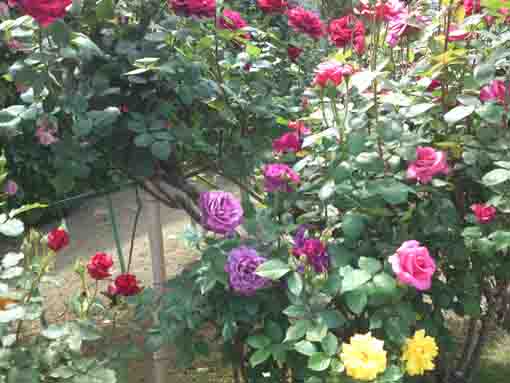 colorful roses in Shishibone Hana Koen
