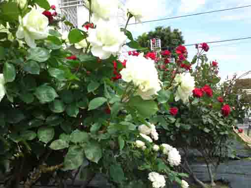 white roses in Shishibone Hana Koewn