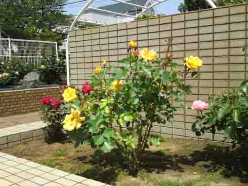 yellow roses in Shishibone Hana Koen