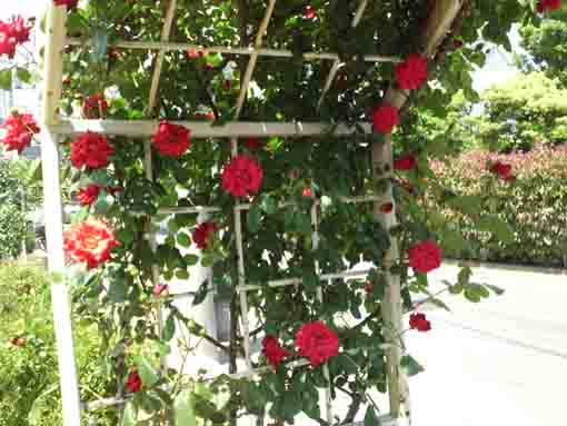an arch with red roses in the park