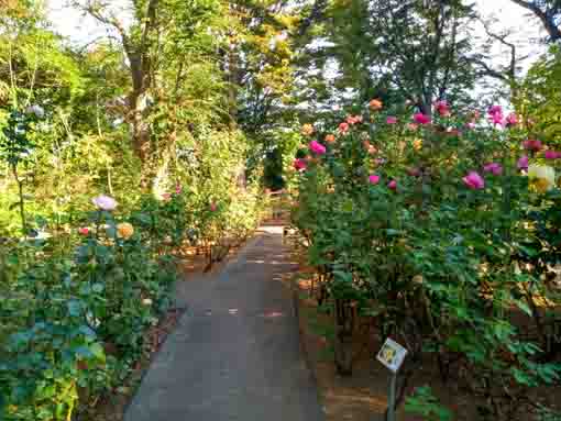 須和田公園に咲くバラの花5