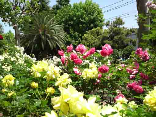 many roses blooming in Ukita Higashi Koen