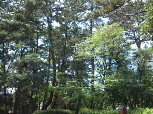 black pine trees in Hirata Ichikawa