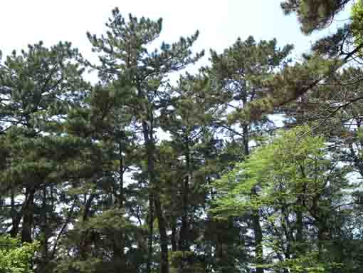 pine trees Hirata Green Zone
