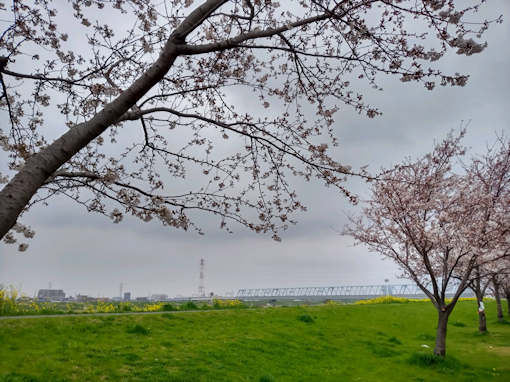 令和６年江戸川に咲く一分咲きのソメイヨシノ
