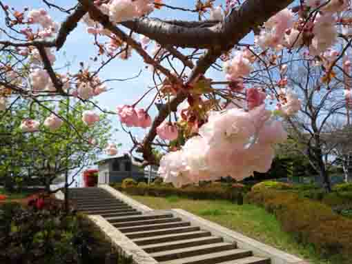 新左近川親水公園に咲く八重桜の花々４