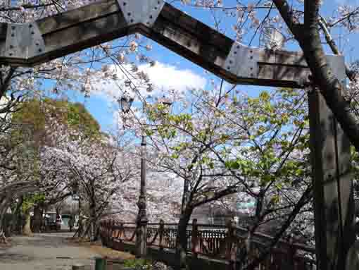 cherry blossoms on the path along Ebigawa
