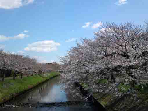 Ebigawa River in Funabashi Chiba
