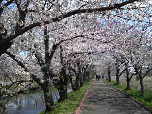 cherry blossoms on the east bank of Ebigawa