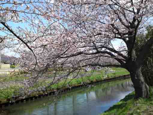 lined cherry trees along Ebigawa in Funabashi
