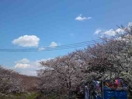 Ebigawa and cherry blossoms under the sky