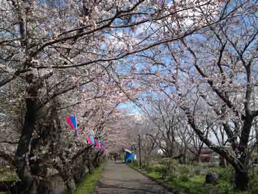 sakura blooming on the east bank of Ebigawa