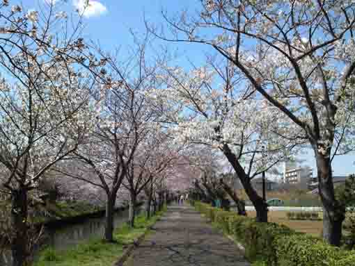 sakura blossoms blooming along Ebigawa 