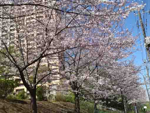 cherry blossoms under the bank