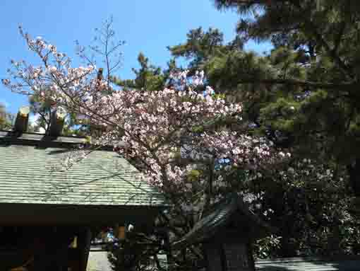 cherry blossoms in Oohi Jinja in Funabashi