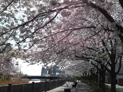 sakura blossoms near Shinkawabashi Bridge