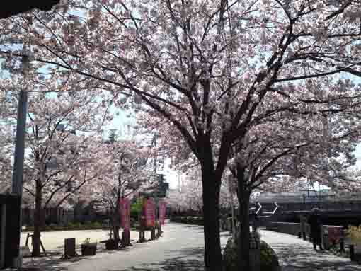 cherry blossoms in front of Sakurakan