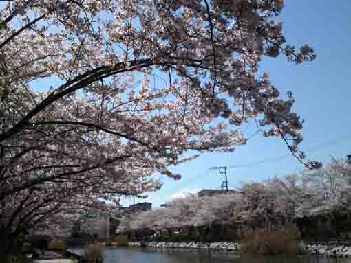cherry blossoms from Sankakubashi