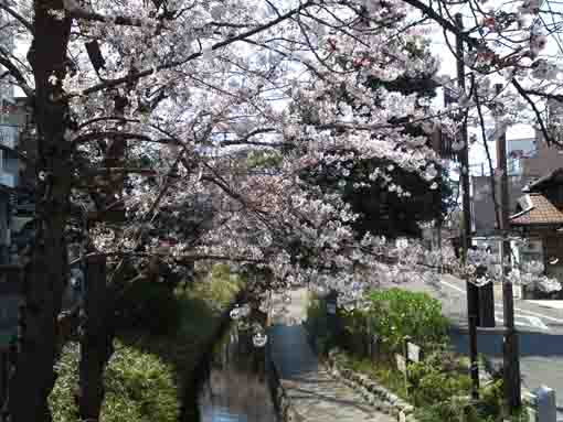 Spring in Furukawa Shinsui Park
