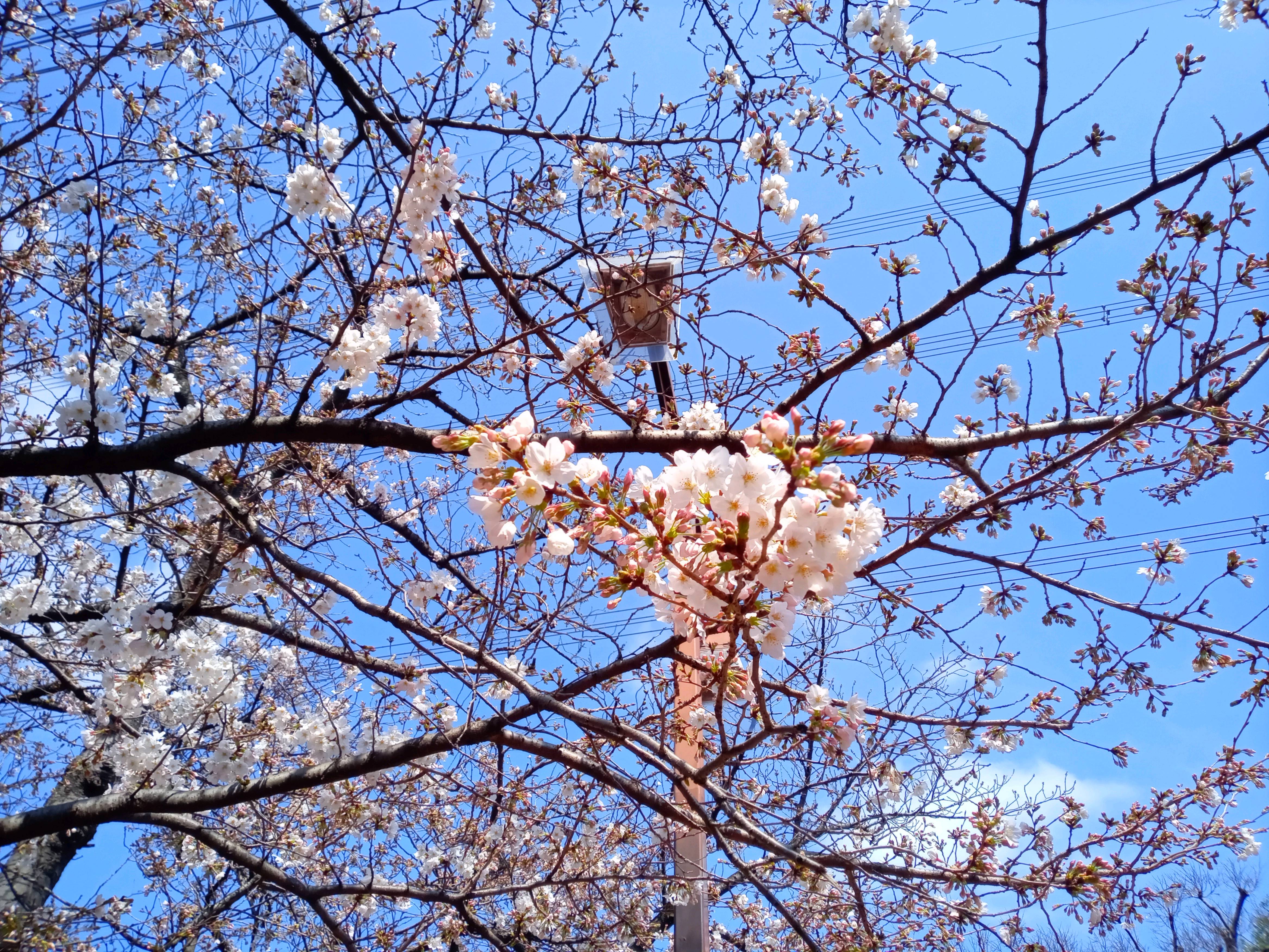 令和５年フラワーガーデン少し咲い桜の花々