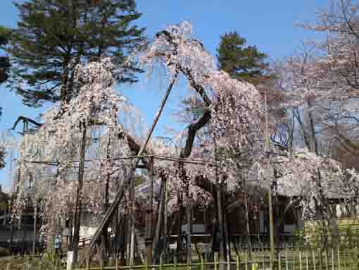 the whole view of Fushihime Sakura